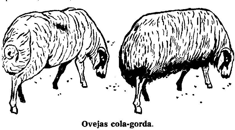 Tienda de pelo de cabra